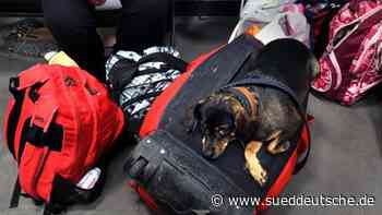 Konflikte - Kiel - Mehr als 8300 Ukraine-Flüchtlinge im Land erfasst - Politik - Süddeutsche Zeitung - SZ.de