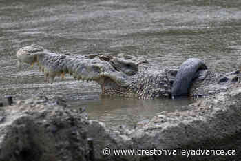 Traces of giant prehistoric crocodiles discovered in northern British Columbia - Creston Valley Advance