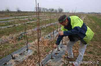 Marco Bellone, castanicoltore, suonatore di tromba e vicepresidente Cia Cuneo - TargatoCn.it