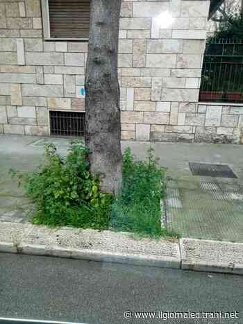 Trani, verde fuori controllo. Di Leo: «Serve un cambio di mentalità» - Radio Bombo