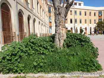 Trani, la Provincia dimentica il verde del De Sanctis: ecco come si presenta - ilgiornaleditrani - Radio Bombo