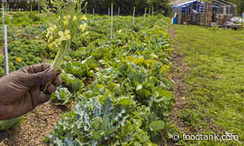 Roots, Resistance, and Reclamation in the Food System – Food Tank - Food Tank