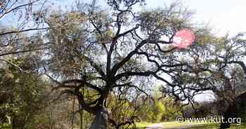 Where have Austin's Indigenous people gone? - KUT