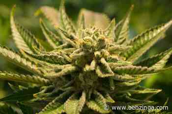 What's Going On With Tilray, Canopy Growth And Aurora Cannabis Shares Today? - Benzinga - Benzinga