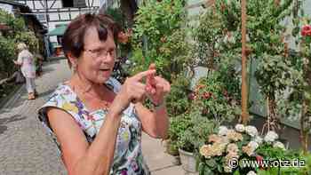 Fuchsienpracht: Neuer Kurs in der VHS Saale-Holzland