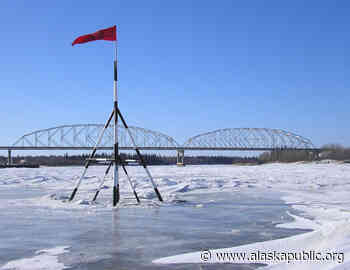 John Oliver sends man in polar bear suit to Nenana, pledges $10K to Food Bank of Alaska - Alaska Public Media News