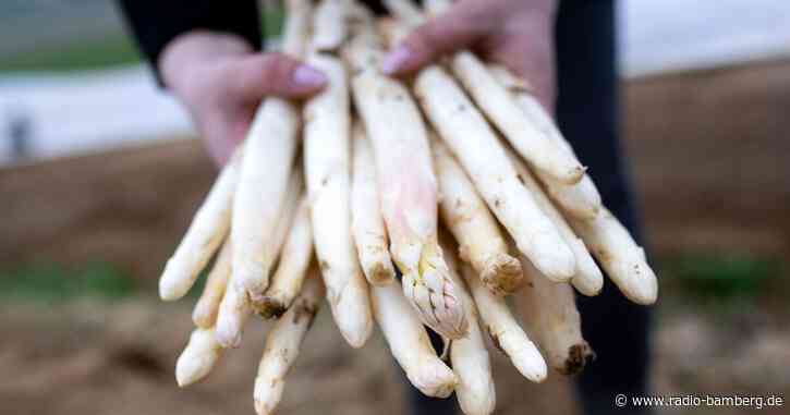 Spargelernte unter Folie