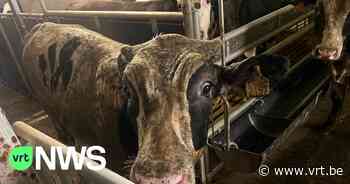 Brandweerlui werken urenlang in mest om 13 kalveren te redden in Geetbets - VRT NWS