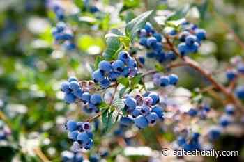 Wild Blueberry Extract May Help Wounds Heal Faster