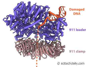 Cryo-EM Reveals How “911” Molecule Helps Repair DNA Damage