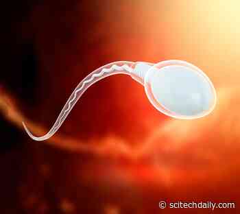 Male Birth Control Pill: Natural Compound Discovered With “Ideal” Contraceptive Effects