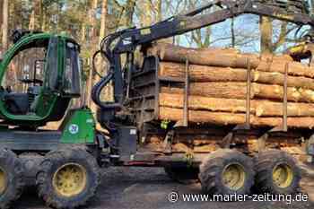 Bäume im Arenbergischen Forst in Marl gefällt - Marler Zeitung