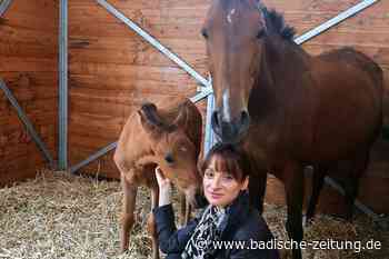 Reitverein kauft Stute – die kommt mit einer Überraschung im Bauch - Breisach - Badische Zeitung