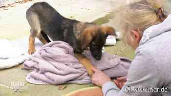 Lüchow-Dannenberg sucht Paten für Haustiere von Geflüchteten - NDR.de