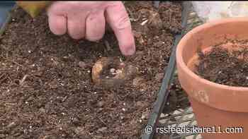 Grow with KARE: Starting summer bulbs