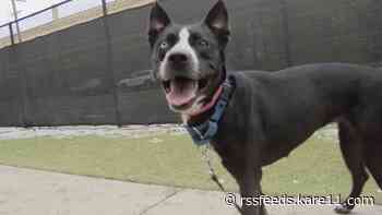 'We want the best outcome for these animals' | MACC asking for fosters, forever homes for 50 dogs