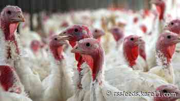 MN poultry sales, exhibits temporarily paused due to bird flu