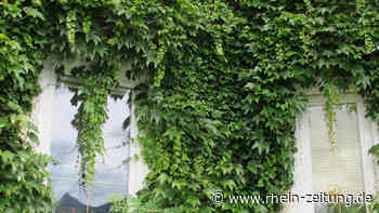 Mittel gegen Hitzewellen: Kreis MYK fördert Dach- und Fassadenbegrünung - Rhein-Zeitung