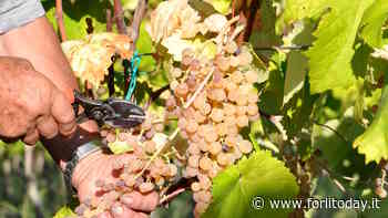 I vini di Bertinoro fanno incetta di premi: pronti per Vinitaly e Prowein a Düsseldorf - ForlìToday