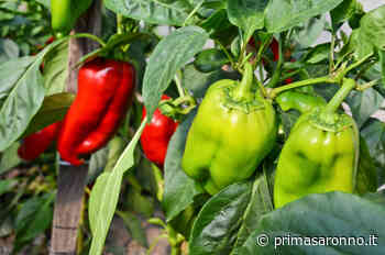 Tris di peperoni: verdi, gialli e rossi sono sempre buoni - Prima Saronno