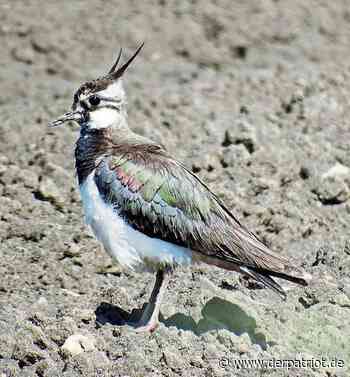 Kiebitze kehren aus dem Süden in den Kreis Soest zurück - Der Patriot Lippstädter Zeitung