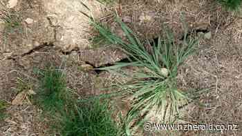 Summer's abundance of kikuyu grass is the stuff of nightmares - New Zealand Herald