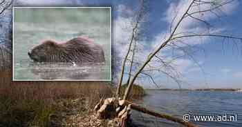 Hij laat zich nooit zien, maar er is een bever actief in Utrecht en dat is zeldzaam: 'Zelf glijbaan gemaakt' - AD.nl