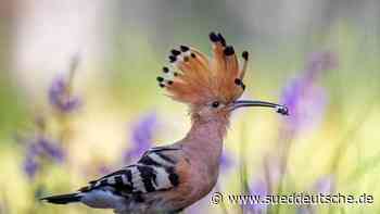Wiedehopf in Thüringen gesehen? Nabu bittet um Meldung - Süddeutsche Zeitung - SZ.de