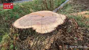 Großbäume fallen in der Jenaer Ringwiese wegen des Schillerporlings - Ostthüringer Zeitung