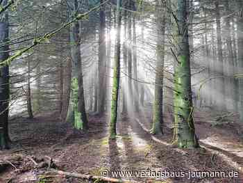 Steinen - Leitplanken für Gemeindewald - www.verlagshaus-jaumann.de