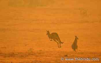 The curious case of kangaroos in a forest of north Bengal - The Hindu