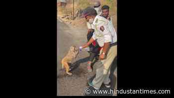 Kind cops of Malshej Ghat help forest animals quench thirst by providing water - Hindustan Times