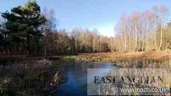 Suffolk: two woodlands named as best forest bathing spots - East Anglian Daily Times