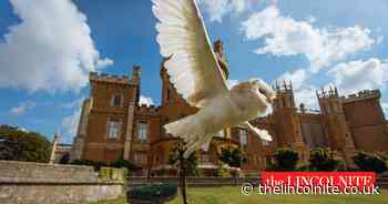 Forbidden Forest stage splits announced for AJ Tracey, Craig David and more - The Lincolnite