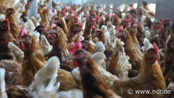 Landkreise Stade, Vechta und Emsland beenden Stallpflicht - NDR.de