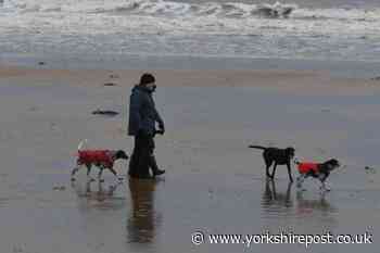 Mystery dog vomiting disease found in Yorkshire thought to be coronavirus variant - The Yorkshire Post