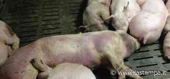 A Ovada il primo focolaio di peste suina del Piemonte - La Stampa
