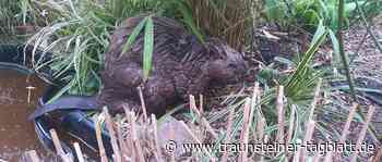 Landkreis Traunstein begleicht Biberschäden zu 100 Prozent - Traunsteiner Tagblatt