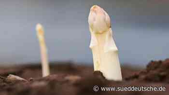 Sonne sorgt für Frühstart beim Spargel: Kälte bremst ab - Süddeutsche Zeitung - SZ.de