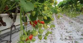 Daar zijn de eerste aardbeien: Meulebeekse kweker trekt seizoen op gang - Het Laatste Nieuws
