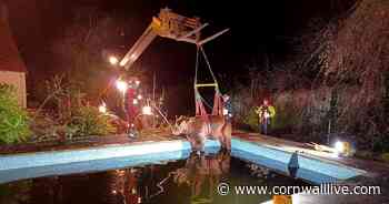 Bull rescued from Westcountry swimming pool after escaping from field - Cornwall Live