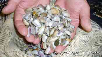Telline, vongole e cannolicchi, da oggi fermo della pesca - Fregeneonline.com
