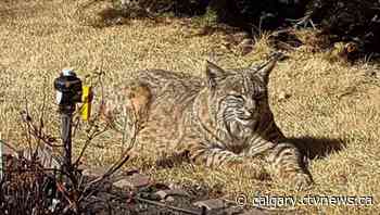 Calgary weather for Friday, April 1 | CTV News - CTV News Calgary