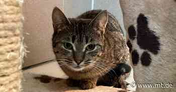 Charaktertier: Katze Beast sucht ein neues Zuhause - Mindener Tageblatt
