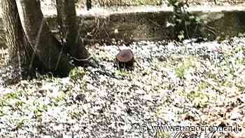 La grandinata del 1° aprile imbianca Bra, Cherasco, Fossano, Trinità: weekend ancora instabile- Cuneocronaca.it - Cuneocronaca.it