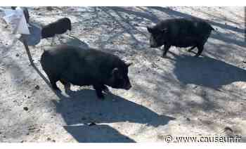 Marignane bientôt aux mains des cochons? - Causeur - Causeur.fr