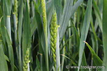 Neuer Wirkmechanismus hilft im Anti-Resistenz-Management - top agrar online