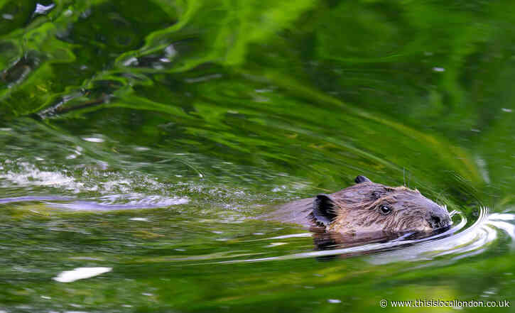 Beavers are back in London- Arjun Deepak, Wilson's School