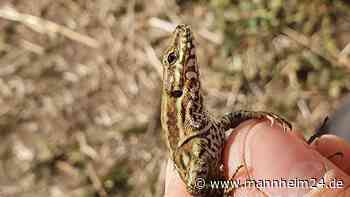 BUGA23 in Mannheim: 250 Mauereidechsen bekommen neues Zuhause - mannheim24.de