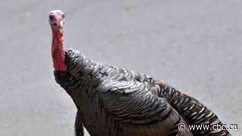 Wild turkeys gobbling up real estate in Ottawa conservation area - CBC.ca